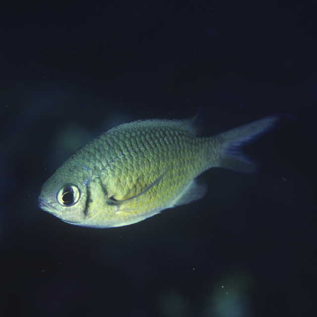 Chromis weberi